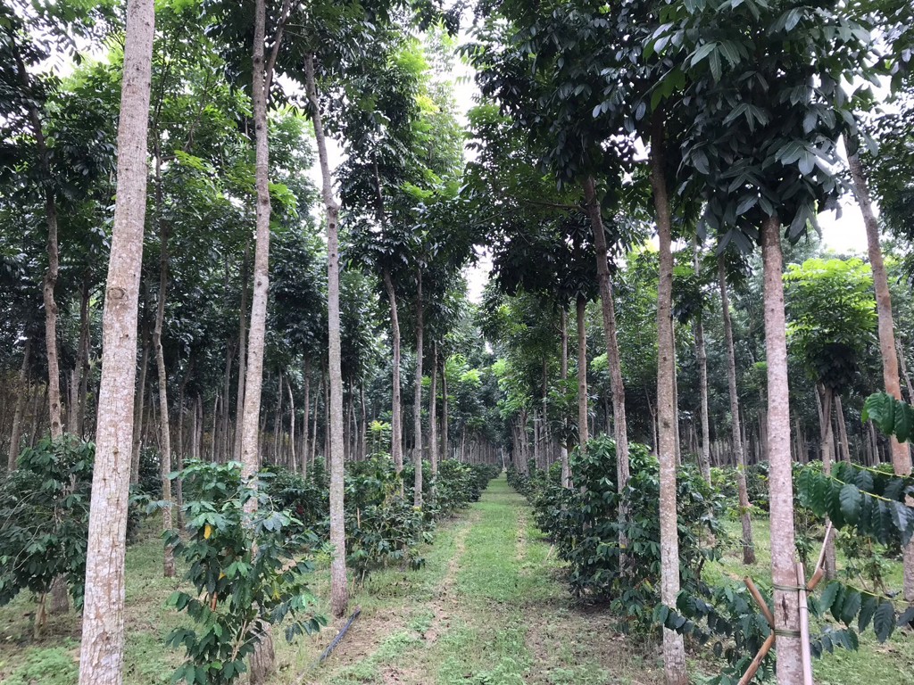 樹形優美的桃花心木與古坑非常有特色的咖啡樹。(圖/台灣房屋提供)