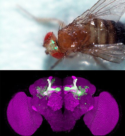 上圖為活體果蠅，綠色訊號為大腦內處理飽足、飢餓與溫度訊號的蕈狀體神經結構所在位置...