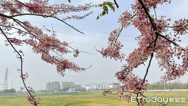 ▲中華醫事科技大學仁德滯洪池堤岸花旗木開始大量盛開，在台南工作、來自日本的野口英佑帶妻子穿著日本傳統服飾賞花。（圖／記者林東良翻攝，下同）