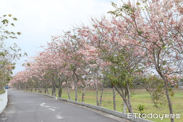 ▲中華醫事科技大學仁德滯洪池堤岸花旗木開始大量盛開，在台南工作、來自日本的野口英佑帶妻子穿著日本傳統服飾賞花。（圖／記者林東良翻攝，下同）