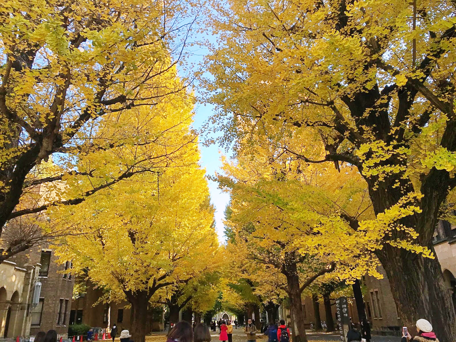 東京大學銀杏