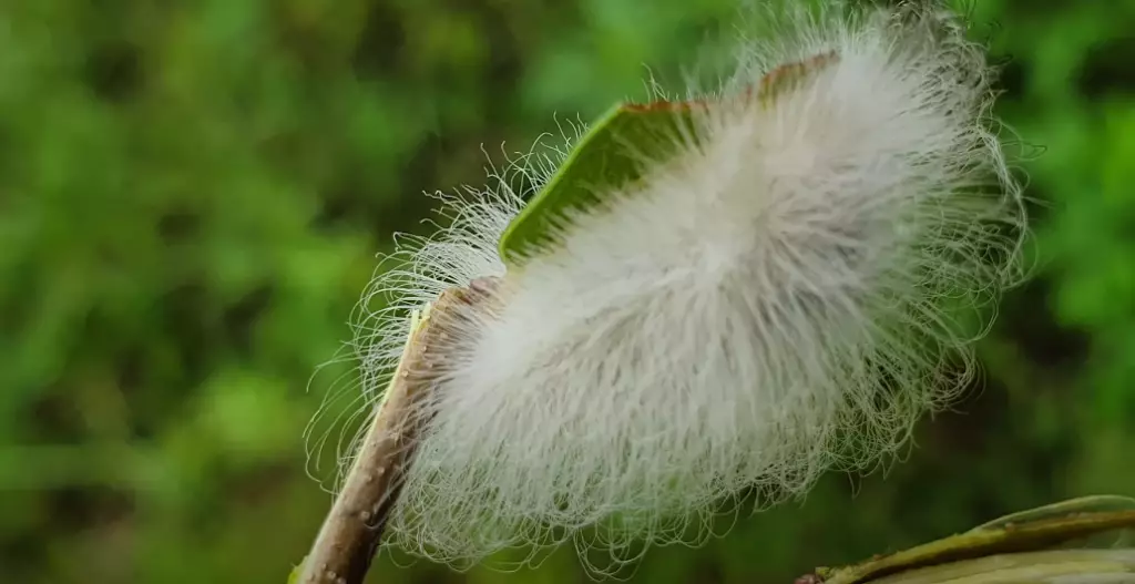 南方法蘭絨蛾的幼蟲看起來毛茸茸的。Institute for Molecular Bioscience Youtube影片截圖