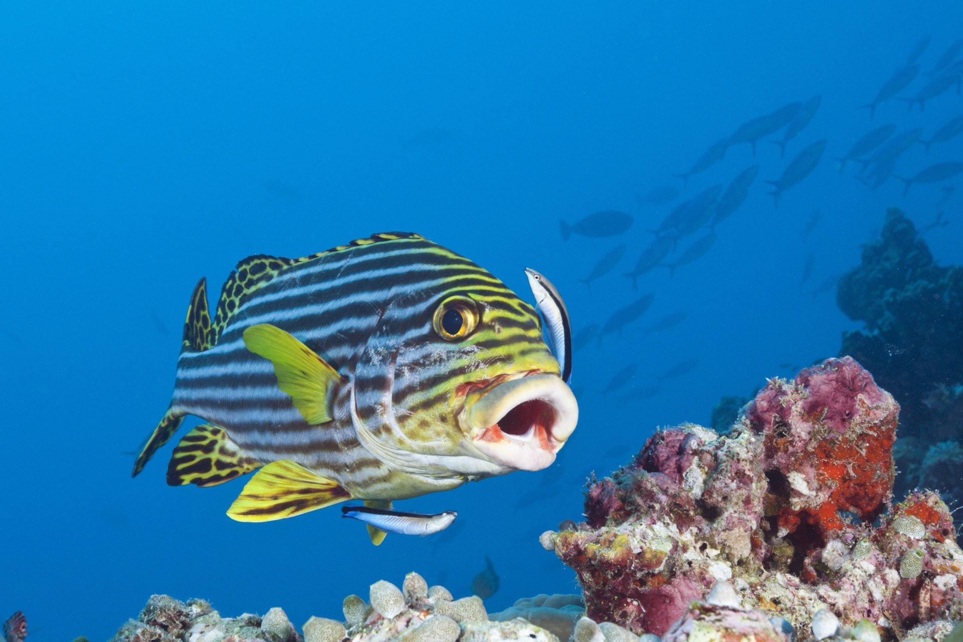 研究人員在大阪市立大學水族館對裂唇魚進行鏡子測試，發現這類魚可以辨別鏡子中的魚是自己。圖為一條裂唇魚在一條大魚附近停留。（視覺中國）