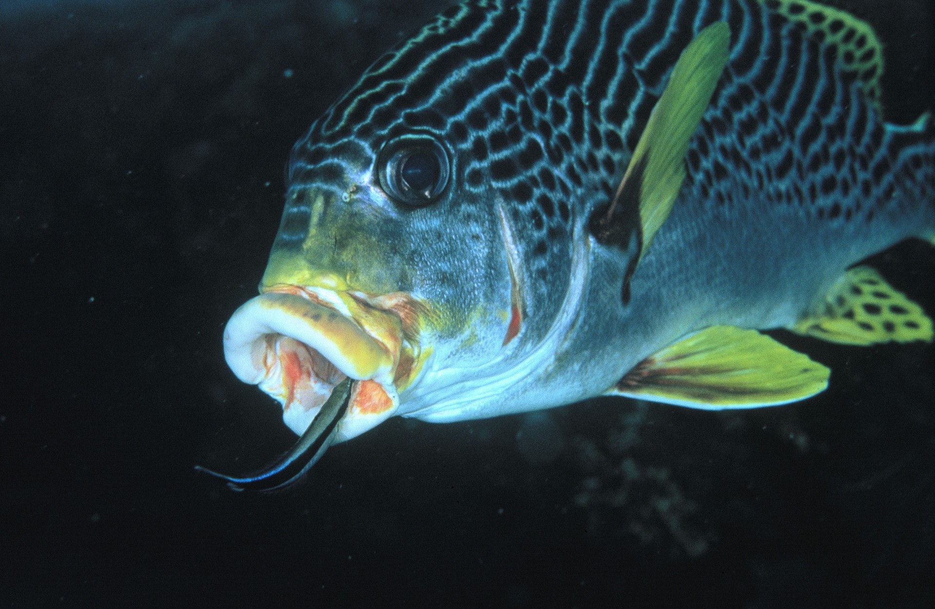 學名為Labroides dimidiatus的裂唇魚，以啄食其他魚類身上的寄生物為生，故又名「清潔魚」或「魚醫生」。圖為裂唇魚在幫比自己體積大好幾十倍的魚清潔口腔。（視覺中國）