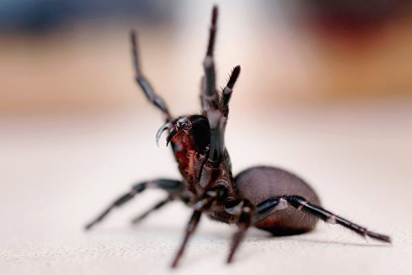 Funnel Web spider